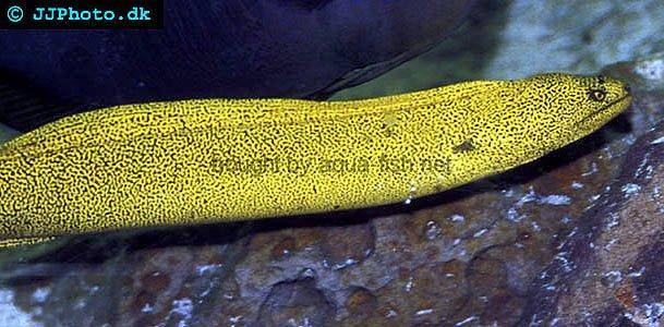 Goldentail Moray picture no. 4