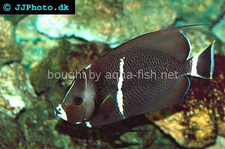 Gray Angelfish, adult specimen picture 1