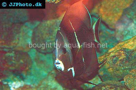 Gray Angelfish, adult specimen picture 3