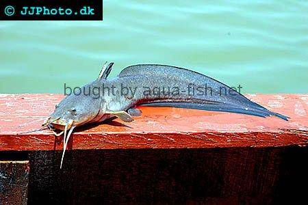 Gray Eel-Catfish picture 