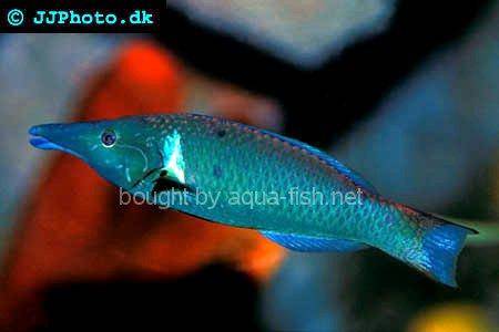 Green Birdmouth Wrasse picture 2