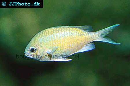 Green Chromis picture