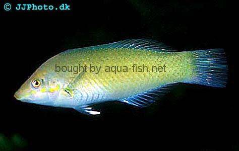 Green Wrasse picture