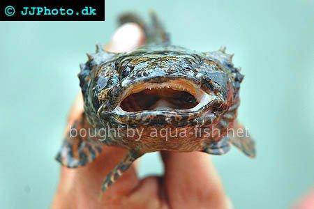Grunting toadfish, picture no. 1