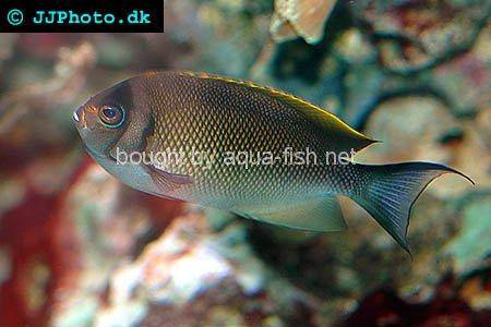 Halfbanded Angelfish picture