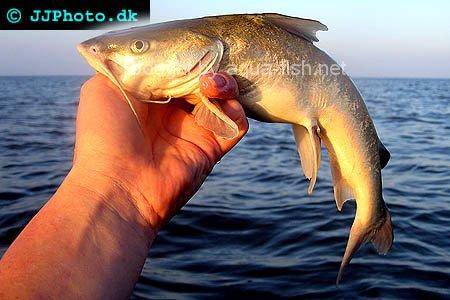 Hardhead Sea Catfish, picture 3
