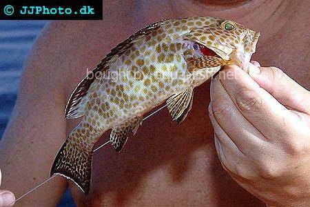 Honeycomb Grouper picture