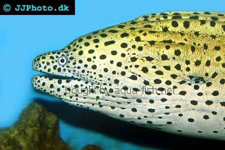 Honeycomb Moray picture no. 1