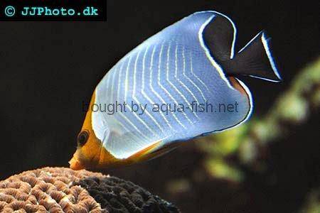 Hooded Butterflyfish, picture 1