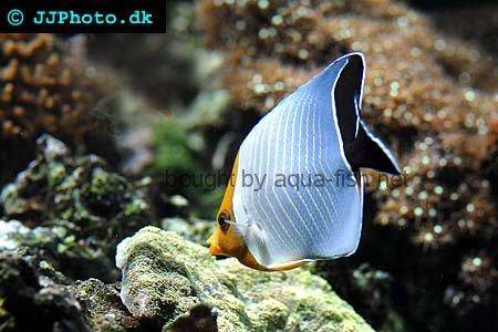 Hooded Butterflyfish, picture 2