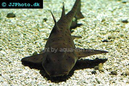 Horn Shark picture no. 1