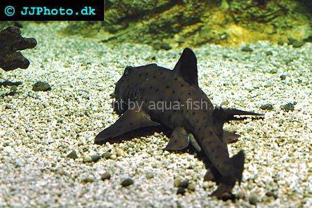 Horn Shark picture no. 2