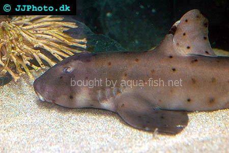 Horn Shark picture no. 3