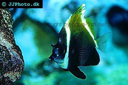 Horned Bannerfish picture