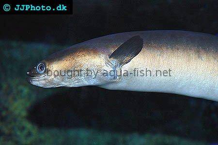 Indonesian Shortfin Eel picture number 2