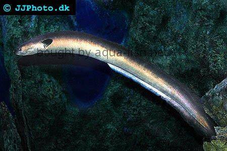 Indonesian Shortfin Eel picture number 4