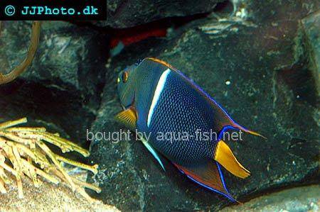 King Angelfish picture no. 1