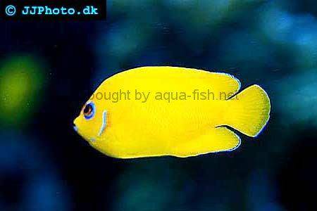 Lemonpeel Angelfish, picture no. 1
