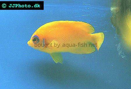 Lemonpeel Angelfish, picture no. 2