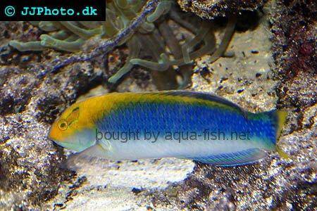 Lighting Wrasse picture no. 2