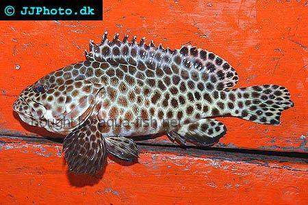 Longfin Grouper picture