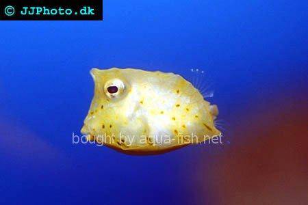 Longhorn Cowfish picture no. 3
