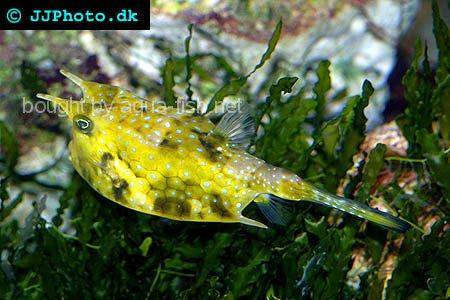 Longhorn Cowfish picture no. 4