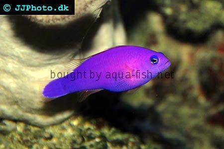 Magenta Dottyback picture 1