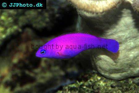 Magenta Dottyback picture 2