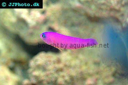 Magenta Dottyback picture 4