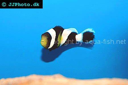 Mauritian Anemonefish picture