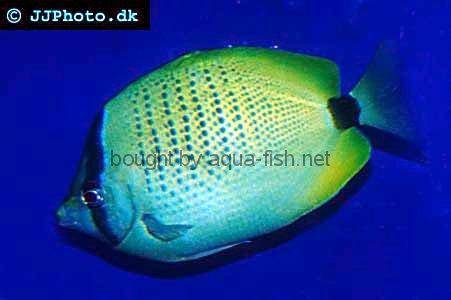 Millet Butterflyfish picture
