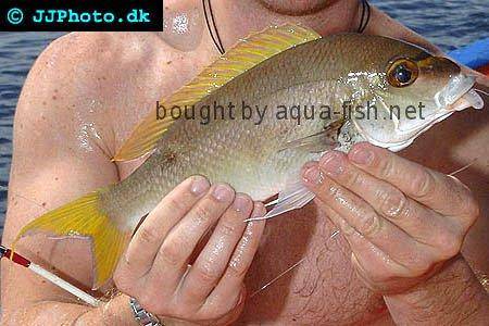Monogrammed Monocle Bream picture