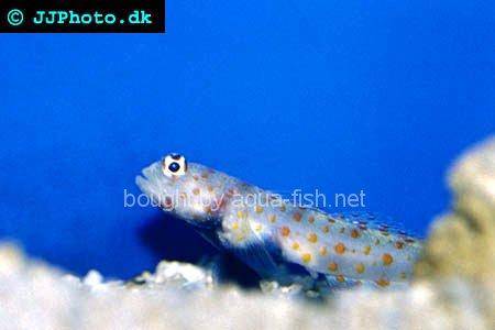 Orange-Spotted Sand Goby picture