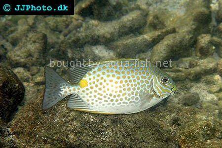 Orange-Spotted Spinefoot picture 1