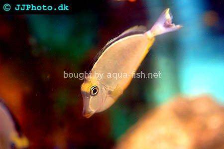 Orangespine Unicornfish, picture no. 3