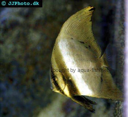 Orbicular Batfish, juvenile specimen picture 1