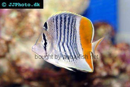 Pearlscale Butterflyfish picture
