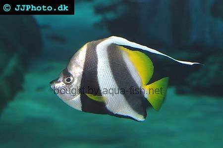Pennant Coralfish picture 2