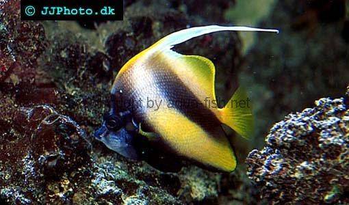 Pennant Coralfish picture 3
