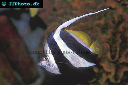 Pennant Coralfish picture 4