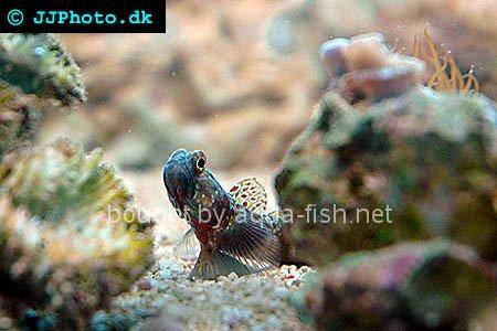 Periophthalma Prawn-Goby, picture number 1