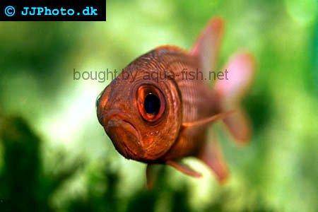 Pinecone Soldierfish picture 2