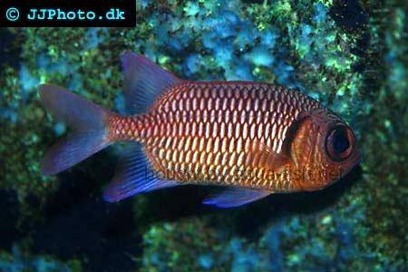 Pinecone Soldierfish picture 3