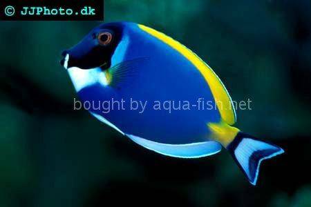 Powder blue tang, picture number 1
