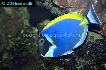 Powder blue tang, picture number 5