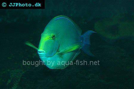 Purple Surgeonfish, picture no. 1