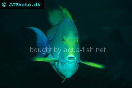 Purple Surgeonfish, picture no. 3