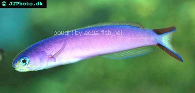 Purple Tilefish Goby picture