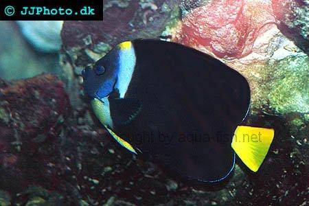 Queensland Yellowtail Angelfish picture